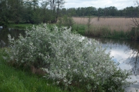 directory_images/Pflanzen im Spreewald/7 Laubbaeume und Straeucher/Weinrebengewaechse/Weide-Grau-3_Salix-cinerea.jpg